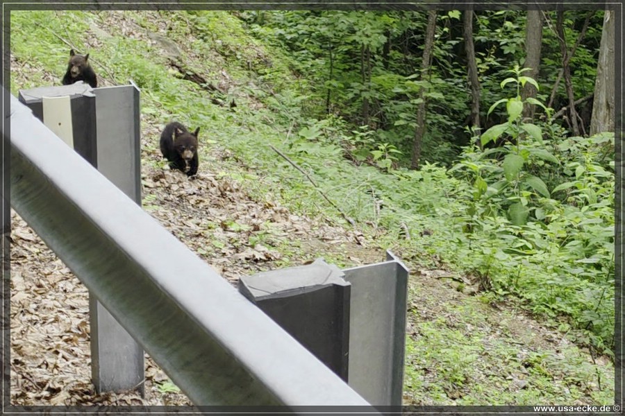 BlackBearTwo_2026_025