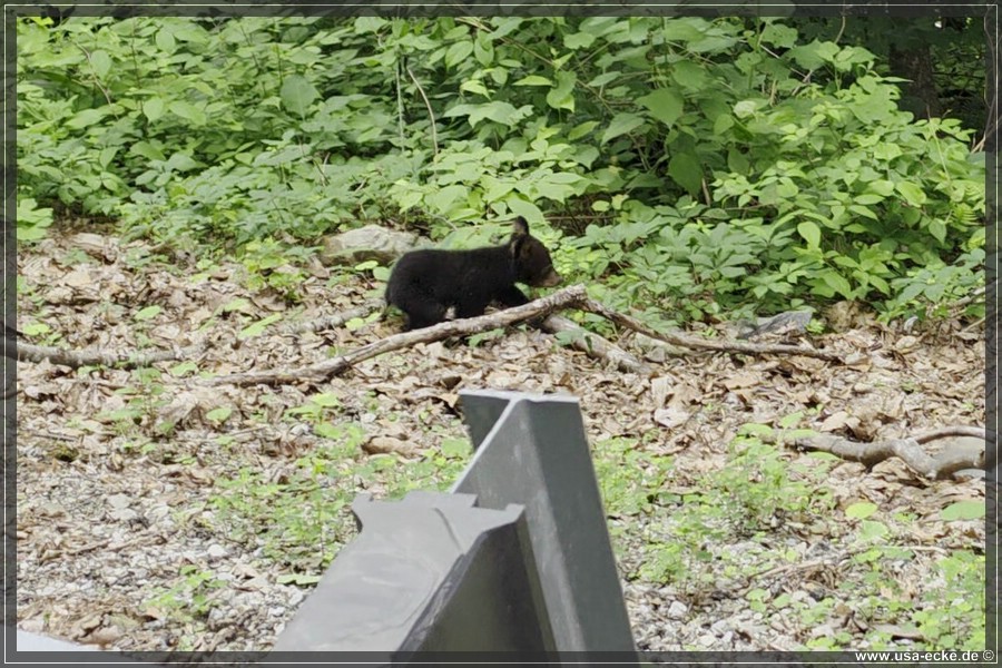 BlackBearTwo_2026_026