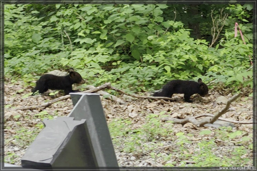BlackBearTwo_2026_027