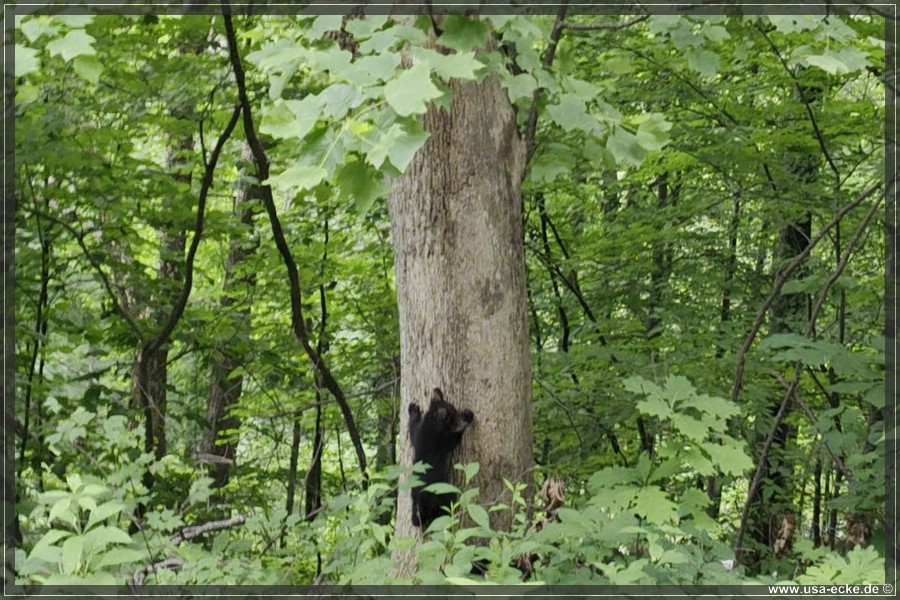 BlackBearTwo_2026_028