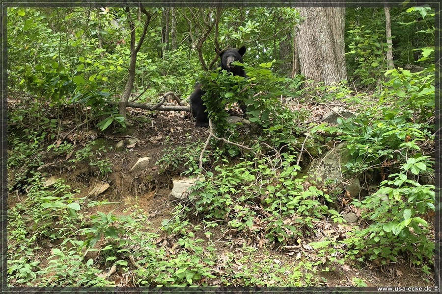 BlackBearTwo_2026_029