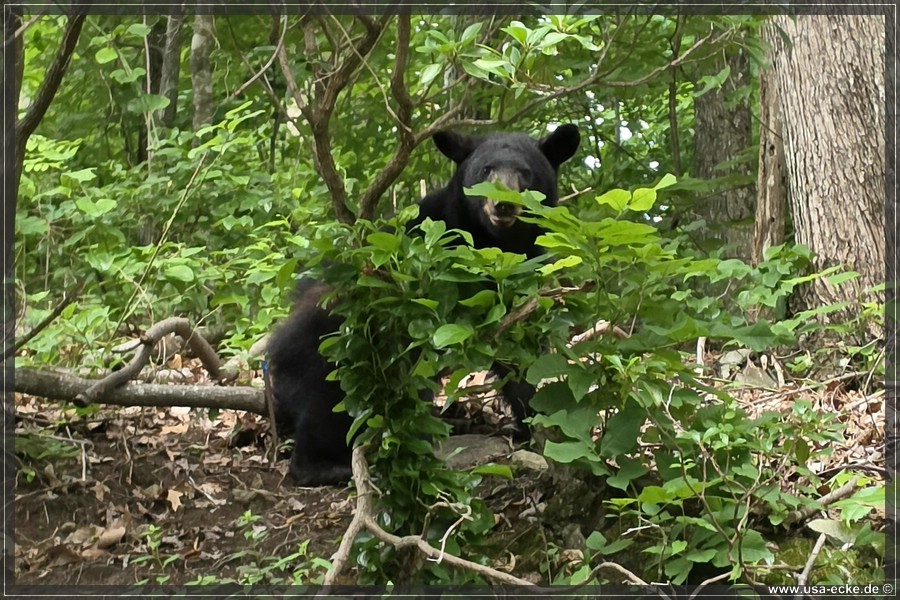 BlackBearTwo_2026_030