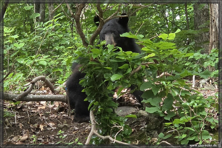 BlackBearTwo_2026_031