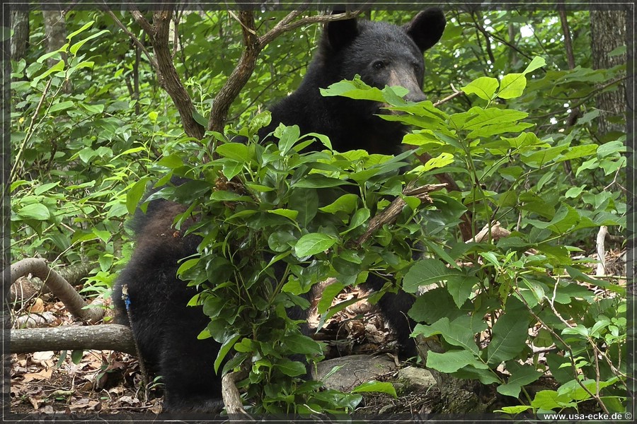BlackBearTwo_2026_032