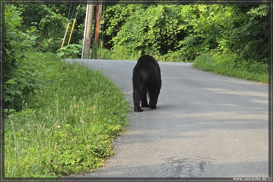 BlackBearTwo_2026_034