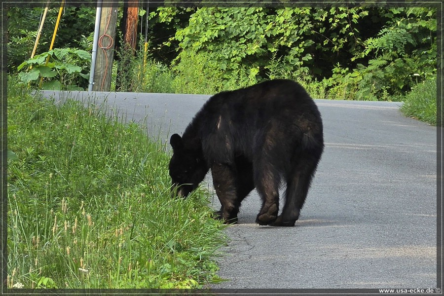 BlackBearTwo_2026_035