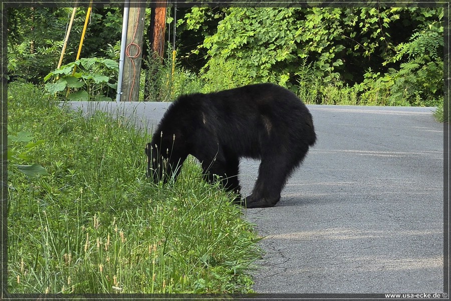 BlackBearTwo_2026_036