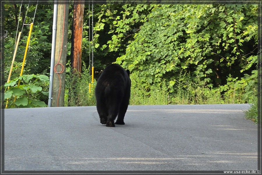 BlackBearTwo_2026_037