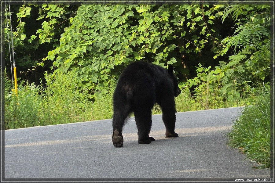 BlackBearTwo_2026_038