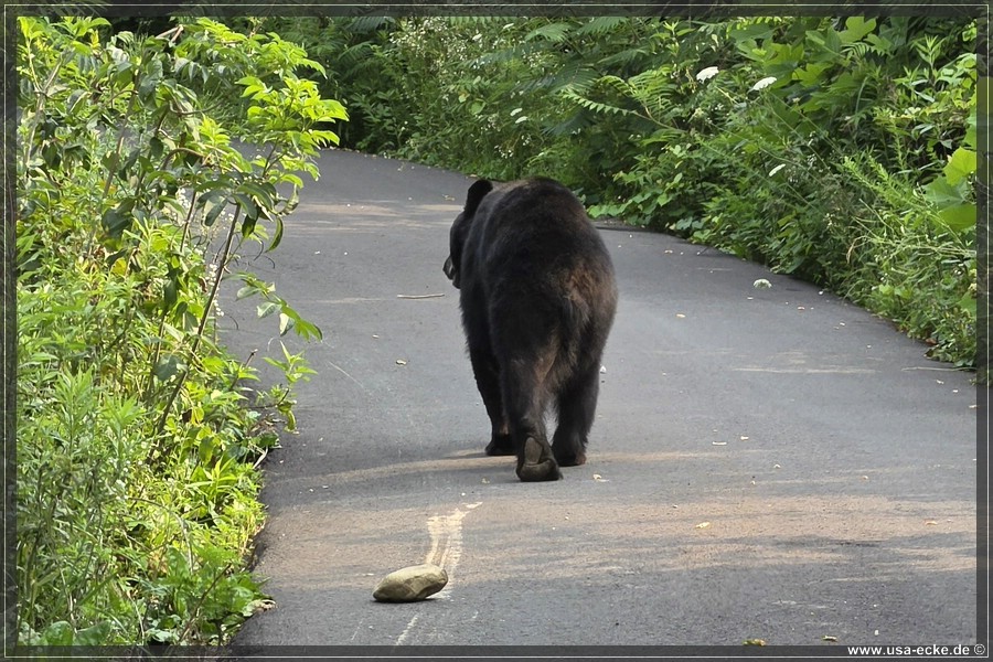 BlackBearTwo_2026_040