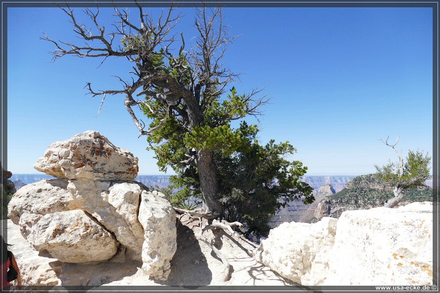 GrandCanyonNorthRim2019_029