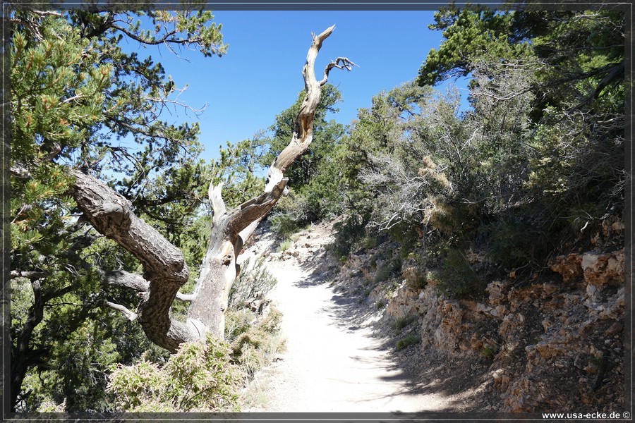 GrandCanyonNorthRim2019_037