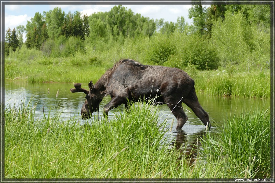 GrandTetonMoose2023_013