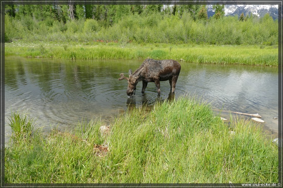 GrandTetonMoose2023_015