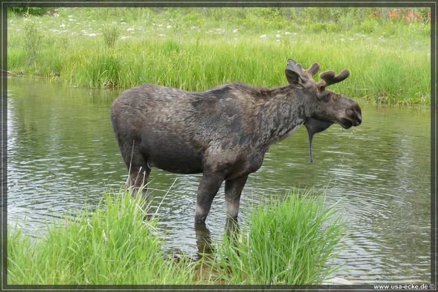 GrandTetonMoose2023_019