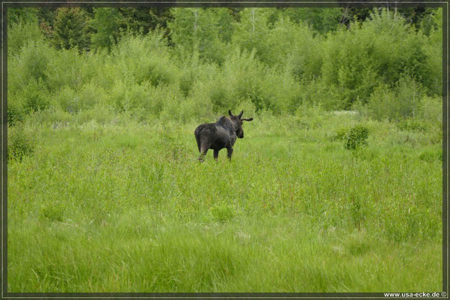 GrandTetonMoose2023_024