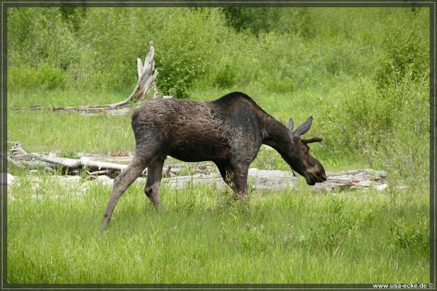 GrandTetonMoose2023_030