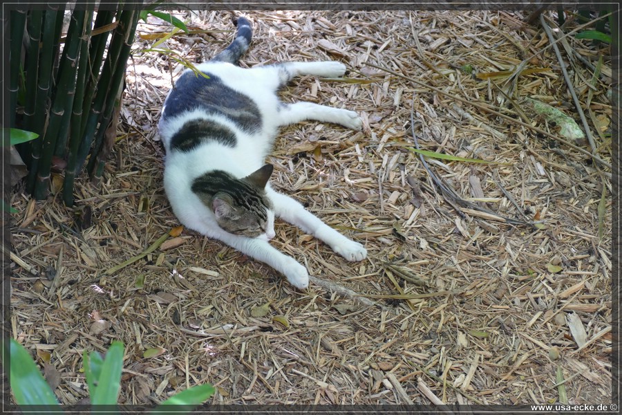 HemingwayCats_2024_002