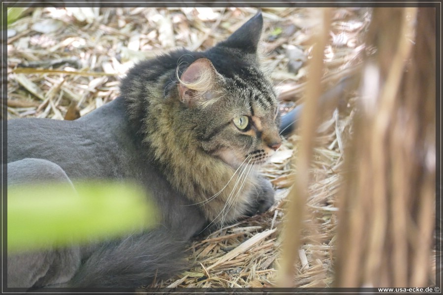 HemingwayCats_2024_003