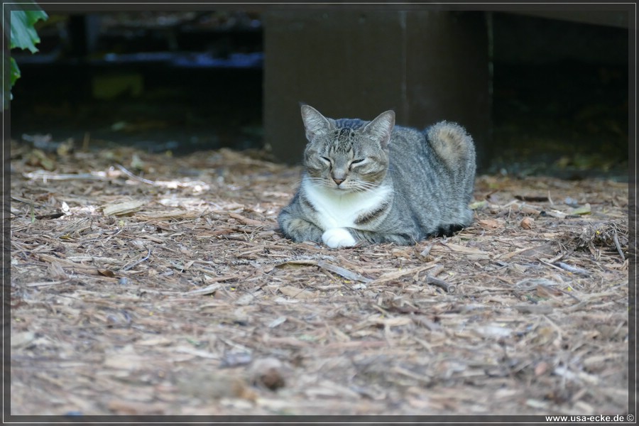 HemingwayCats_2024_005