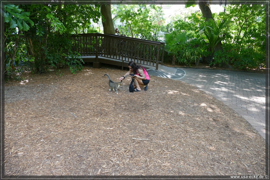 HemingwayCats_2024_006