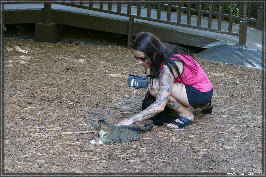 HemingwayCats_2024_007