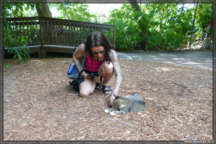 HemingwayCats_2024_008