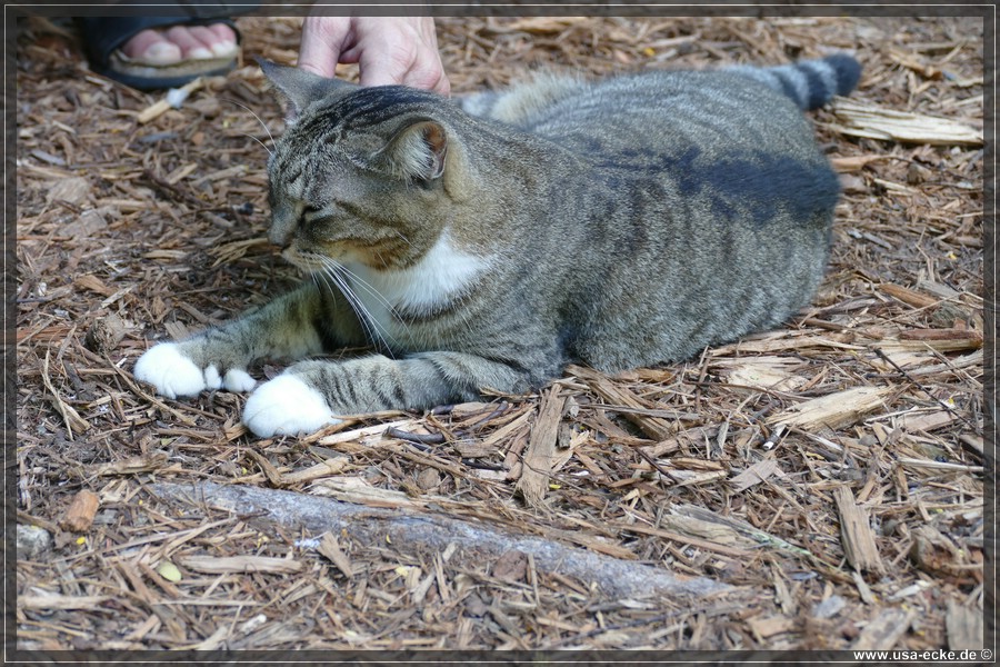 HemingwayCats_2024_009