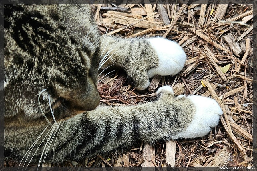 HemingwayCats_2024_010