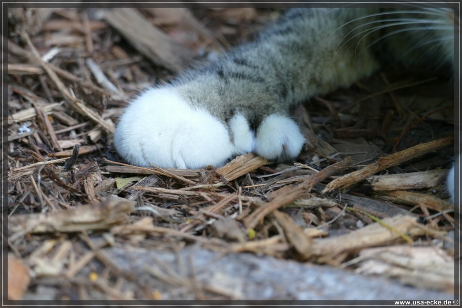 HemingwayCats_2024_011