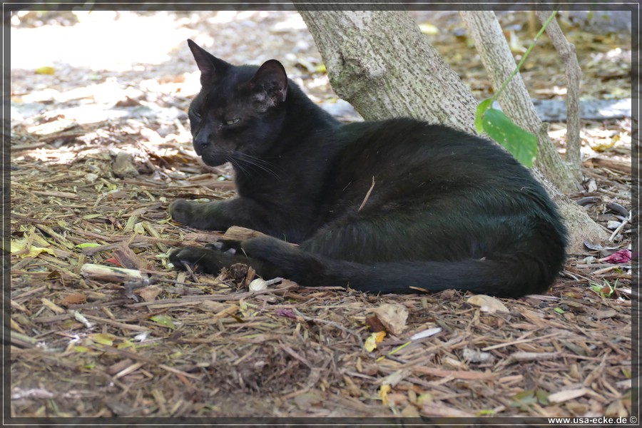 HemingwayCats_2024_016