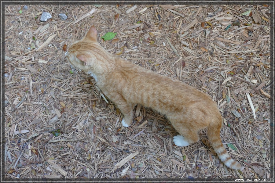 HemingwayCats_2024_017