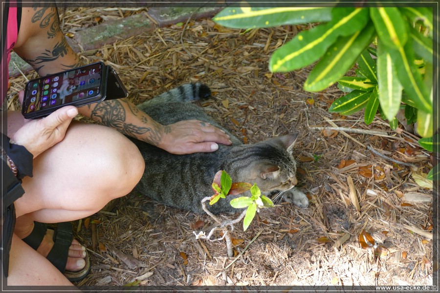 HemingwayCats_2024_019