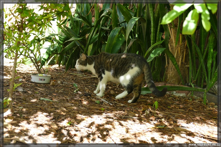 HemingwayCats_2024_020