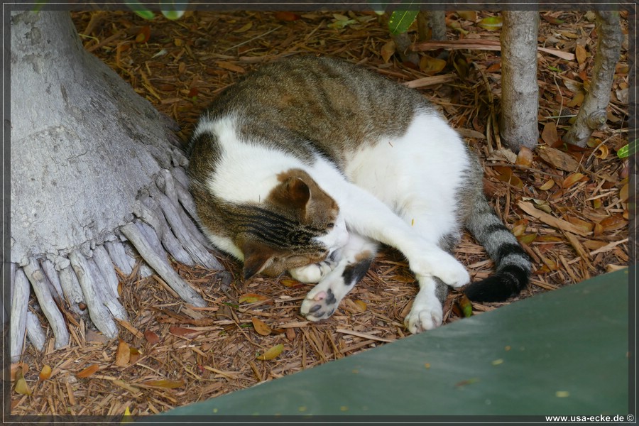 HemingwayCats_2024_021
