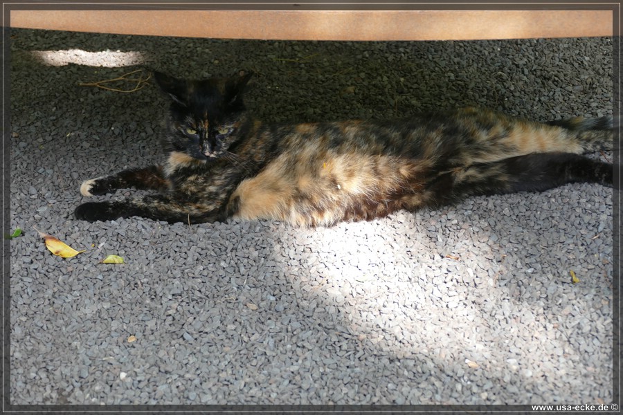 HemingwayCats_2024_022