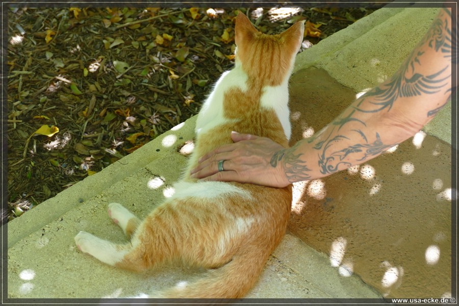 HemingwayCats_2024_024