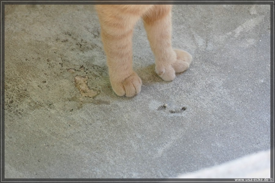 HemingwayCats_2024_025