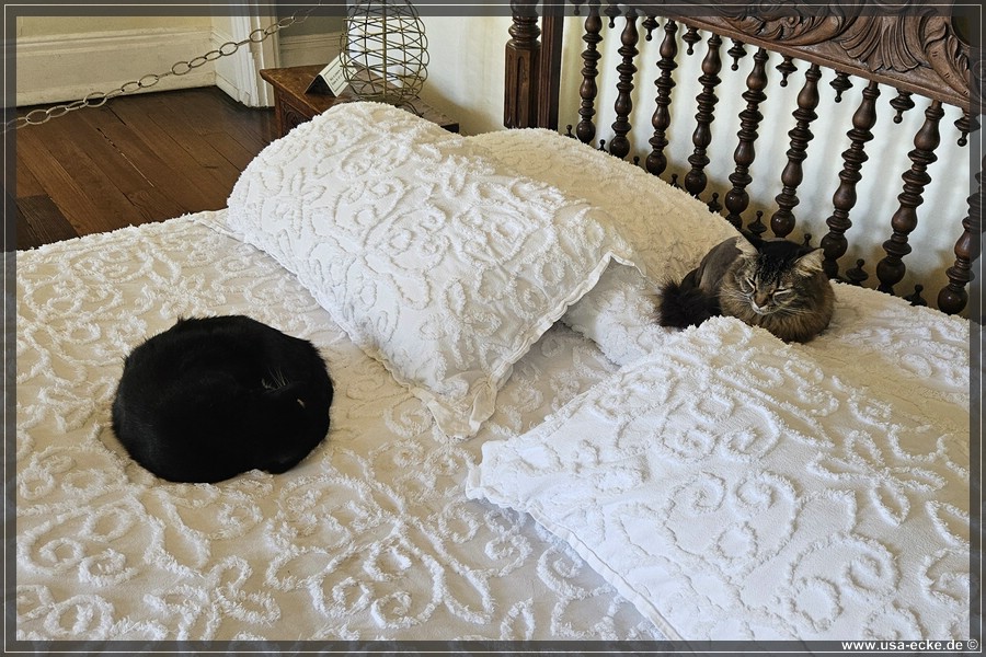HemingwayCats_2024_026