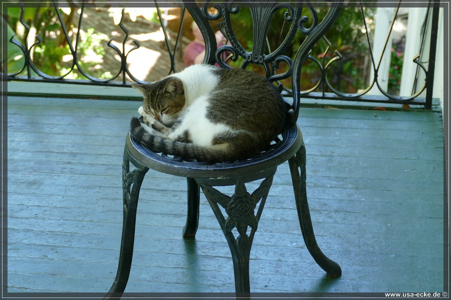 HemingwayCats_2024_028