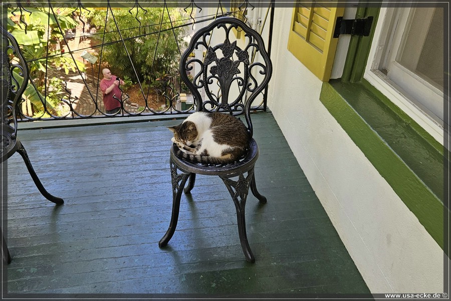 HemingwayCats_2024_029