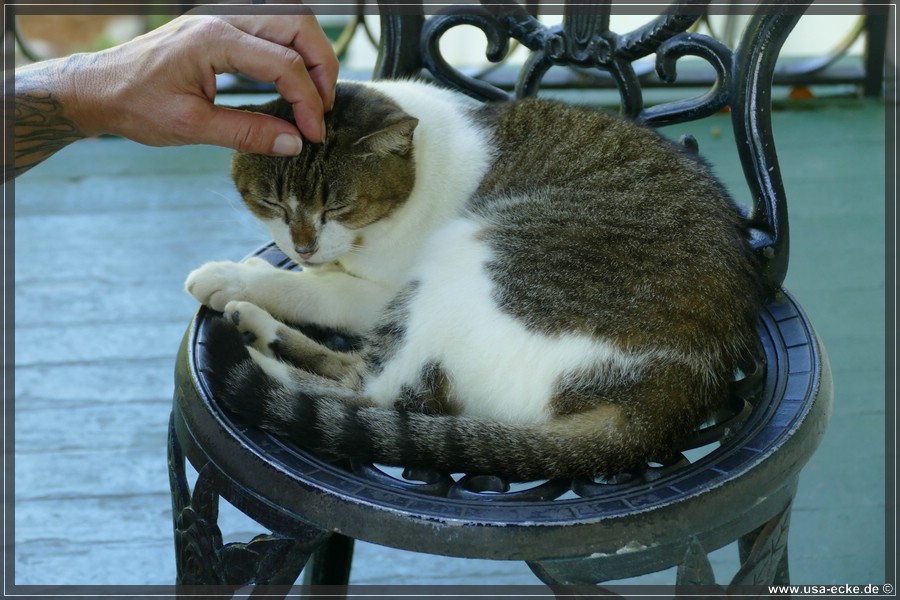 HemingwayCats_2024_030