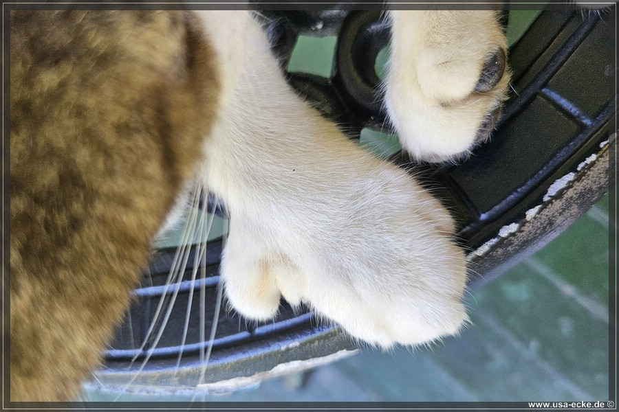 HemingwayCats_2024_031