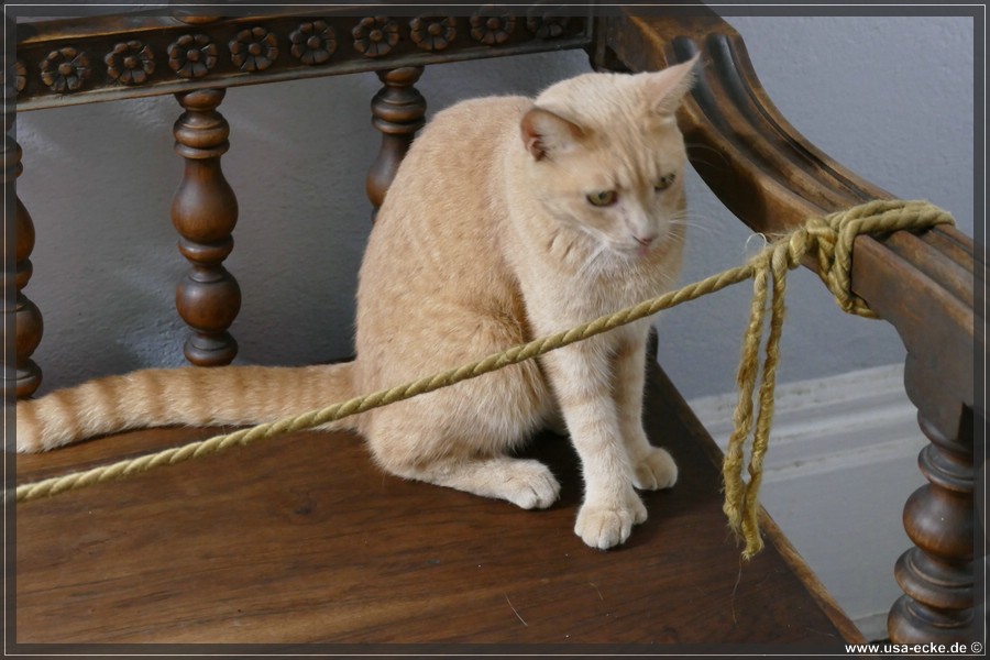 HemingwayCats_2024_032