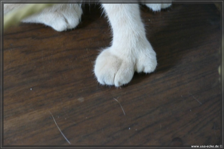 HemingwayCats_2024_033