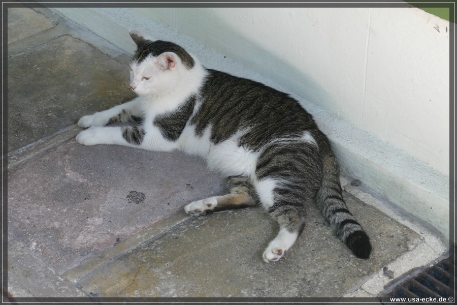 HemingwayCats_2024_034