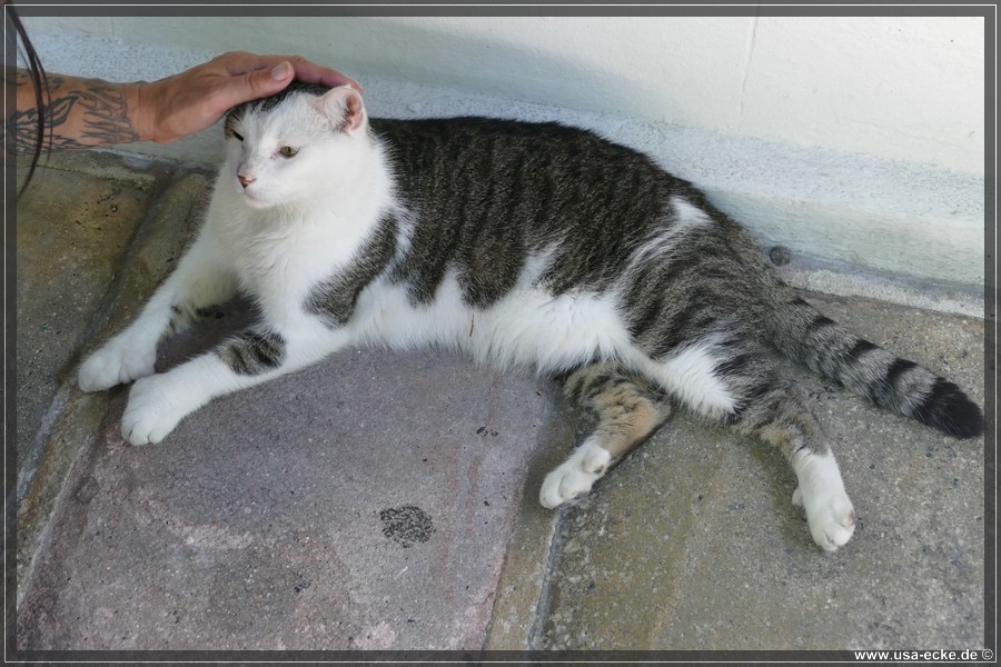 HemingwayCats_2024_035