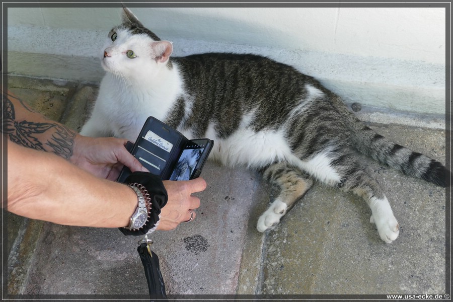 HemingwayCats_2024_036