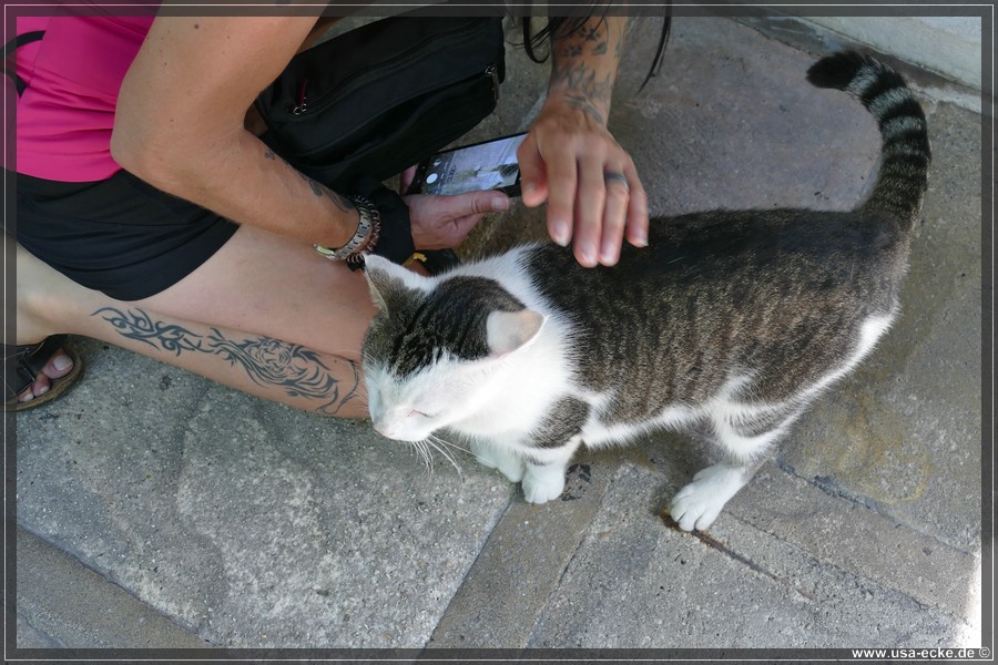 HemingwayCats_2024_037