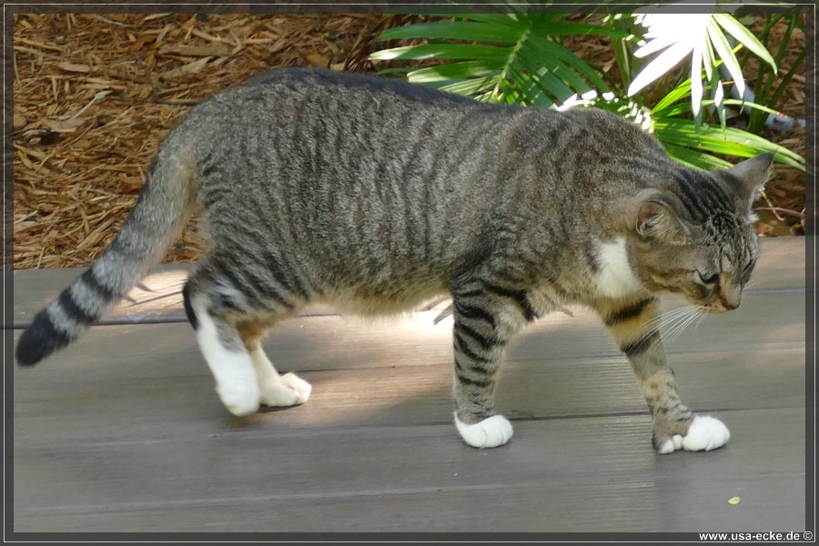 HemingwayCats_2024_038